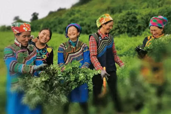 普格县大山中的艾草如何成为乡村振兴 “绿色引擎”？背后有何秘诀？-会东网