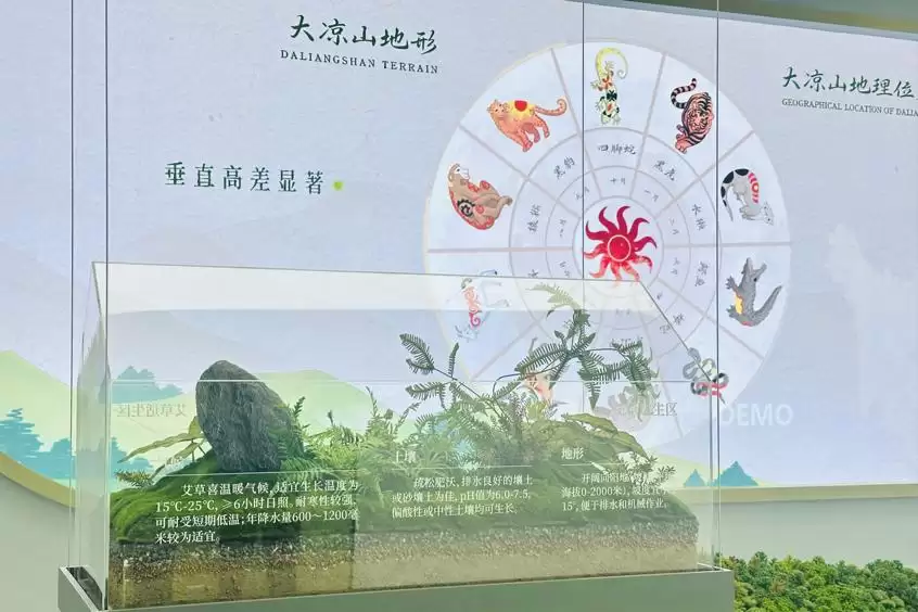 普格县大山中的艾草如何成为乡村振兴 “绿色引擎”？背后有何秘诀？插图1