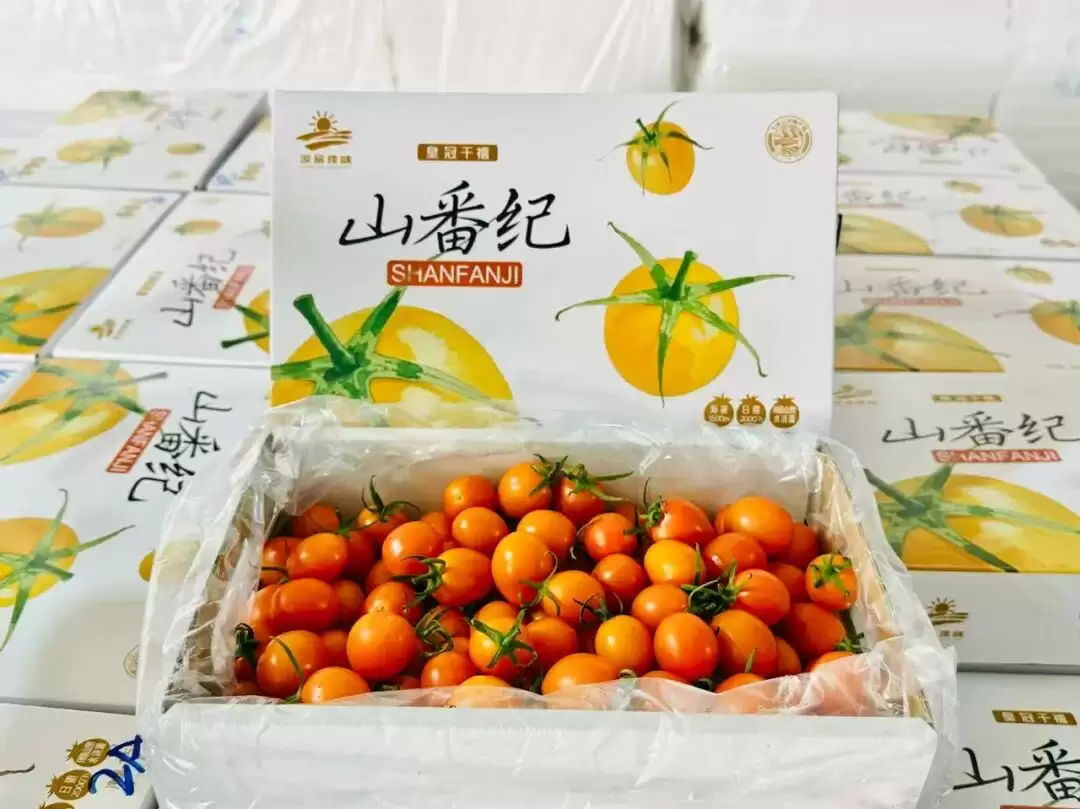 会东县新街镇凭 “香芒皇后” 番茄铺展乡村振兴图景，其产业发展有何秘诀与前景？插图1