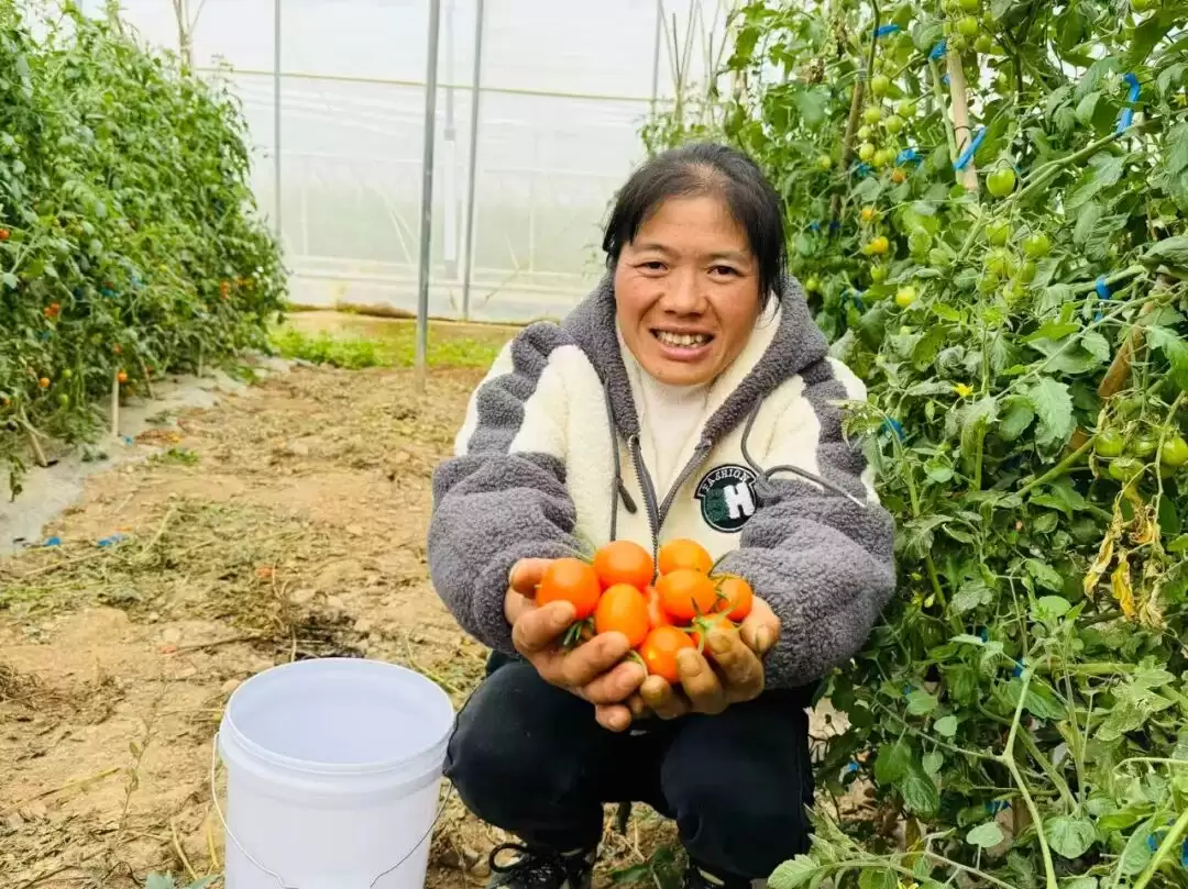 会东县新街镇凭 “香芒皇后” 番茄铺展乡村振兴图景，其产业发展有何秘诀与前景？插图2