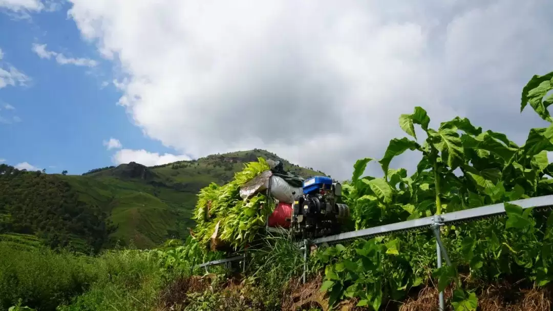 四川会东如何推动农机农艺融合，为传统烟叶产业带来哪些变革与新机遇？插图1