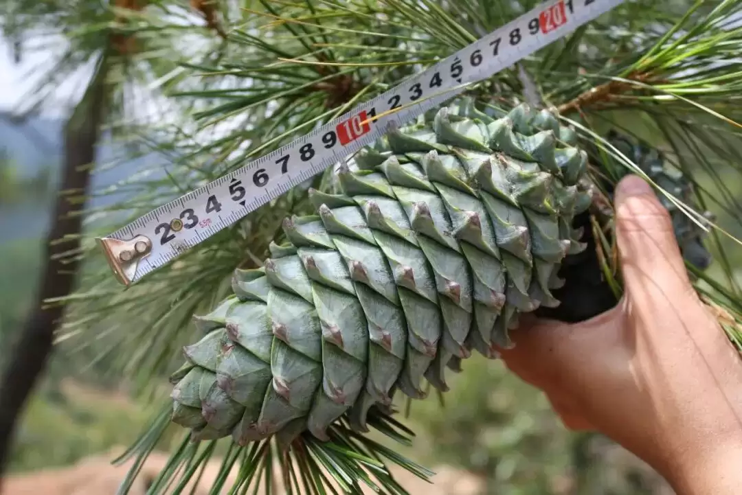 会东县林药复合经营现代产业园区为何能入选 “天府森林粮库”？后续有哪些发展规划？-会东网