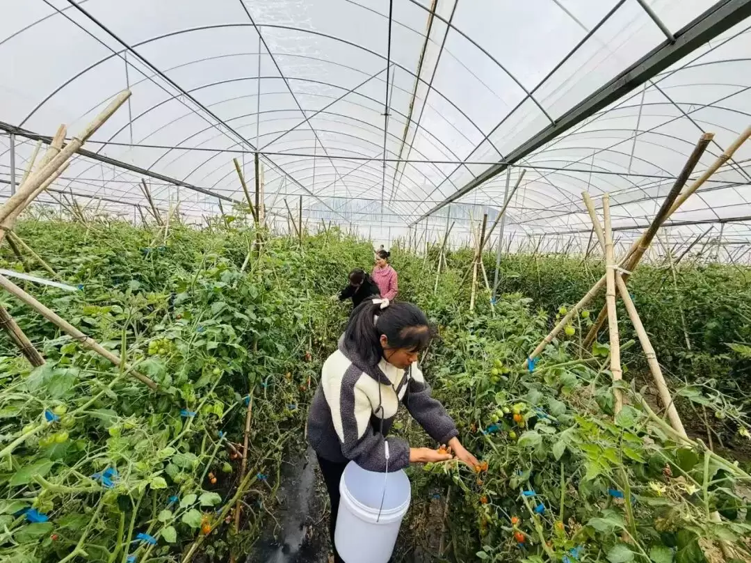 会东县新街镇如何凭借 “香芒皇后” 番茄产业铺就乡村振兴之路?插图 会东县新街镇如何凭借 “香芒皇后” 番茄产业铺就乡村振兴之路?插图