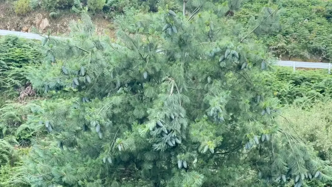 会东县林药复合经营现代产业园区为何能入选 “天府森林粮库”？后续有哪些发展规划？插图1