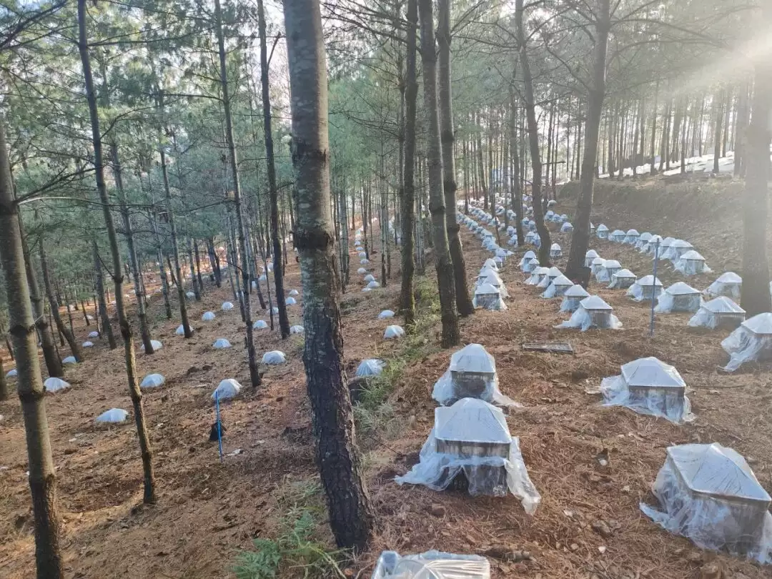 会东县林药复合经营现代产业园区为何能入选 “天府森林粮库”？后续有哪些发展规划？插图3