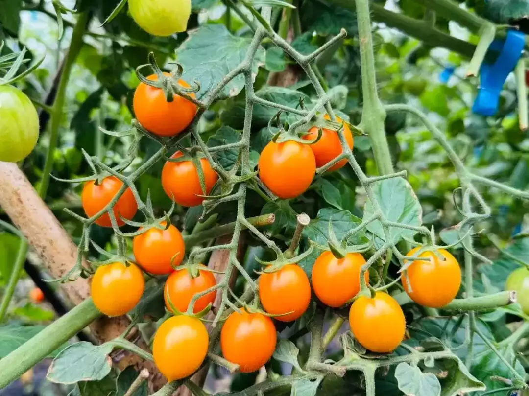 会东县新街镇如何凭借 “香芒皇后” 番茄产业铺就乡村振兴之路?插图3 会东县新街镇如何凭借 “香芒皇后” 番茄产业铺就乡村振兴之路?插图3