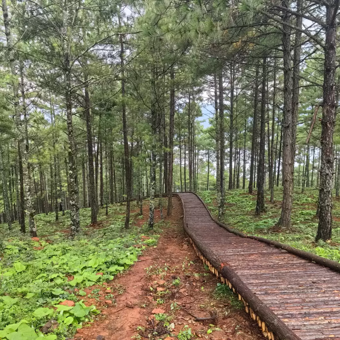 凉山会东：以松为基筑粮仓插图8