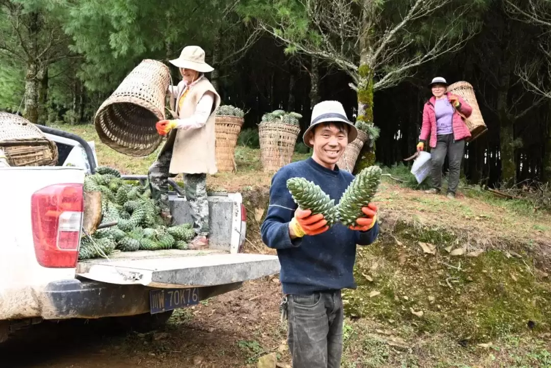 凉山会东：以松为基筑粮仓插图3