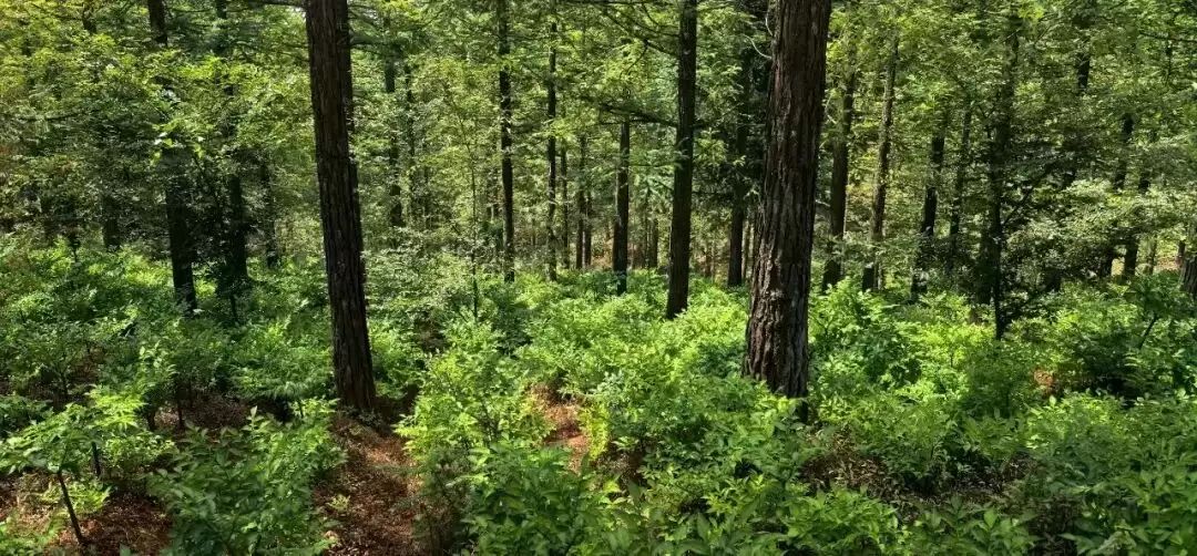 会东县林药复合经营现代产业园区为何能入选 “天府森林粮库”？后续有哪些发展规划？插图2