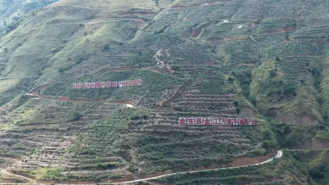 金沙江畔 3200 亩牛油果树苗茁壮成长,会东如何靠它助力移民致富?-会东网