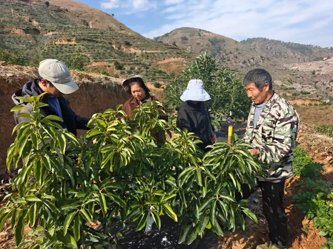 金沙江畔 3200 亩牛油果树苗茁壮成长，会东如何靠它助力移民致富？插图4