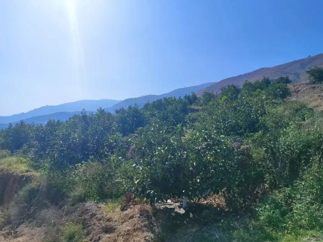 金沙江畔 3200 亩牛油果树苗茁壮成长，会东如何靠它助力移民致富？插图3