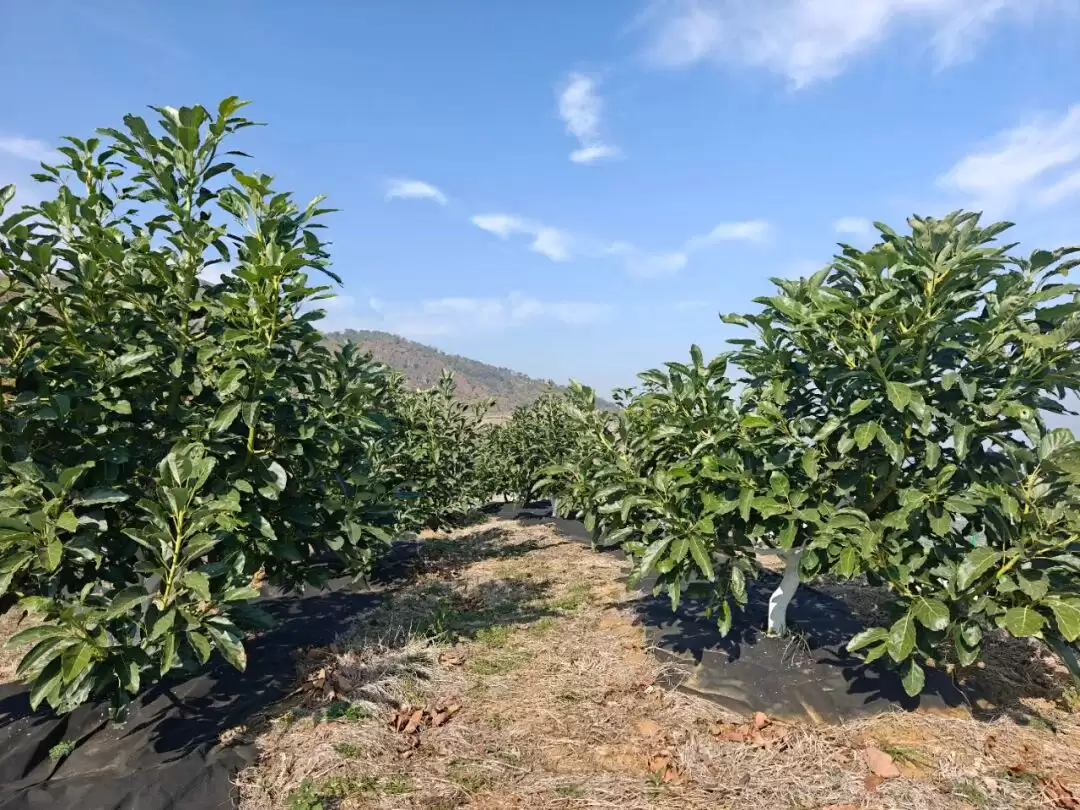 金沙江畔 3200 亩牛油果树苗茁壮成长，会东如何靠它助力移民致富？插图2