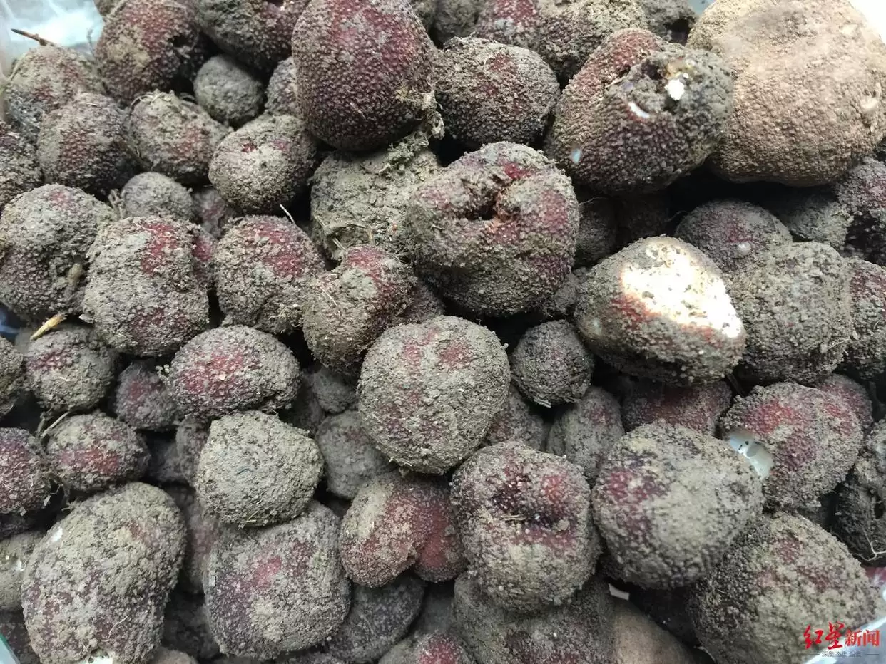 松露从 “无名之菌” 到高端食材，价格暴涨后却面临产量品质下滑，川滇如何破局？-会东网