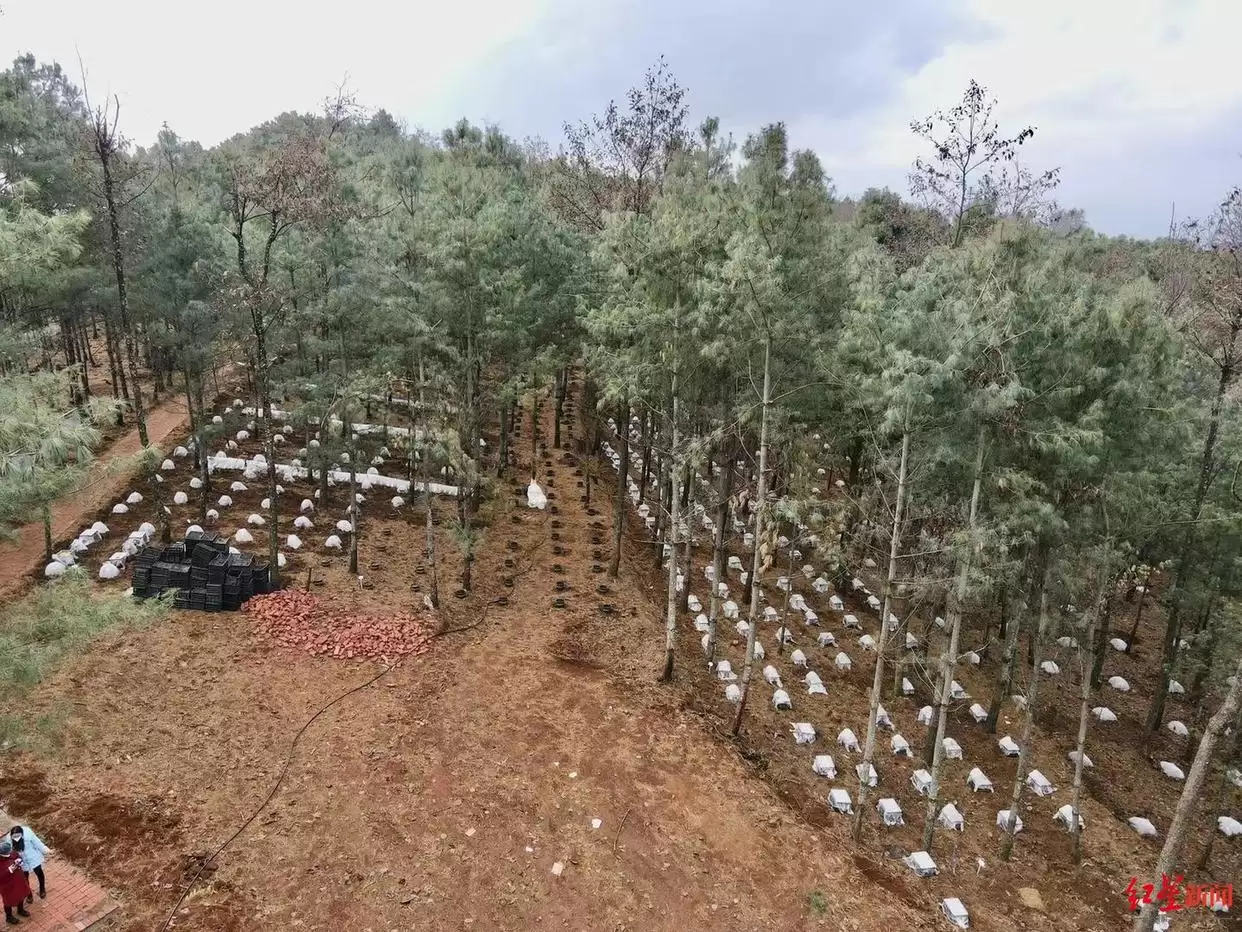 松露从 “无名之菌” 到高端食材，价格暴涨后却面临产量品质下滑，川滇如何破局？插图8