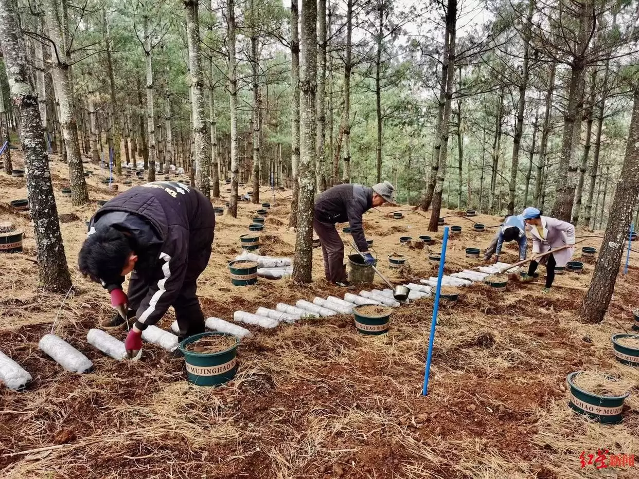 松露从 “无名之菌” 到高端食材，价格暴涨后却面临产量品质下滑，川滇如何破局？插图9