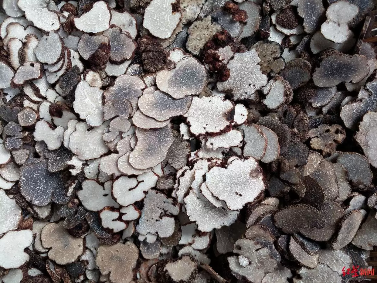 松露从 “无名之菌” 到高端食材，价格暴涨后却面临产量品质下滑，川滇如何破局？插图4