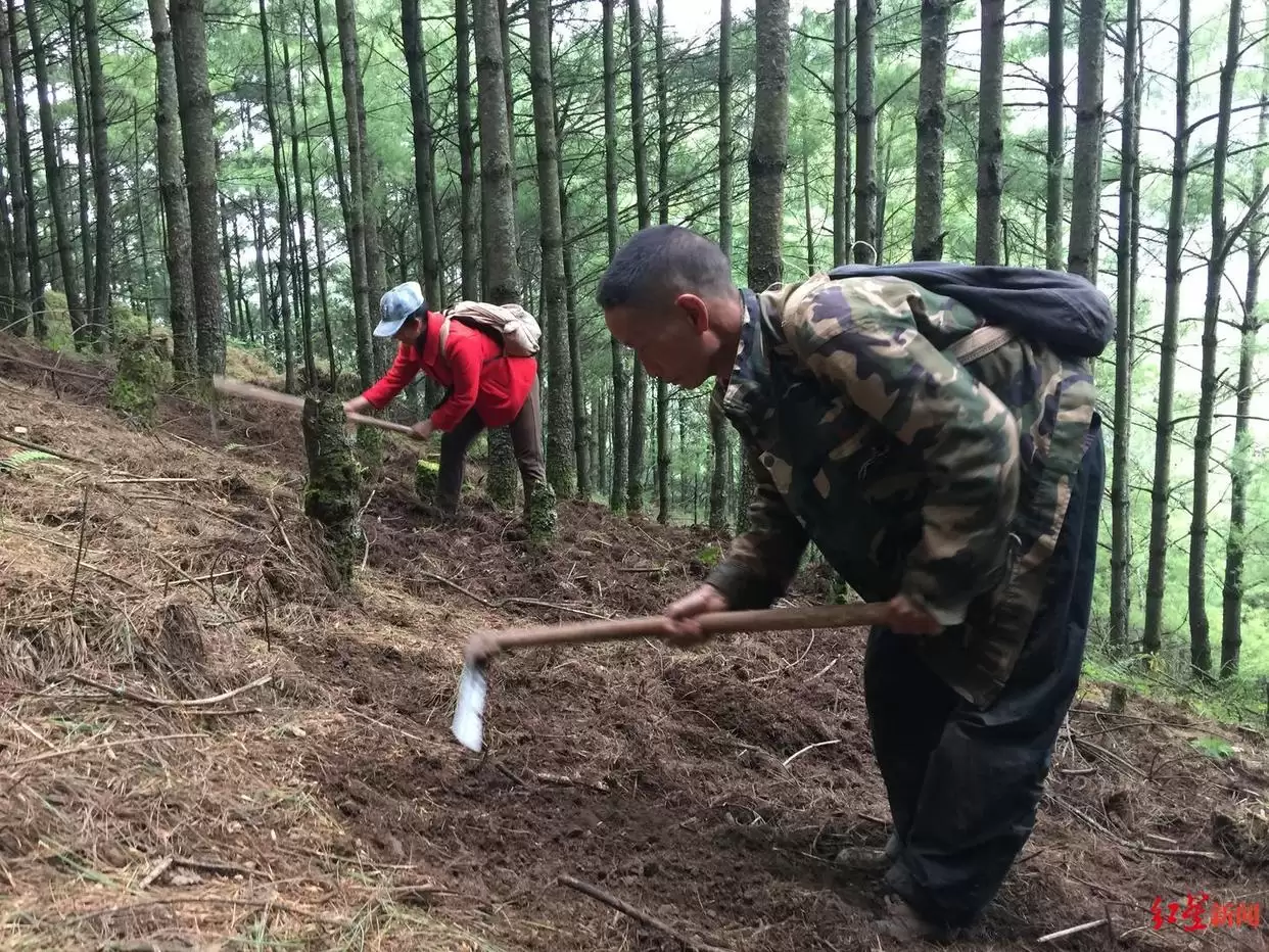 松露从 “无名之菌” 到高端食材，价格暴涨后却面临产量品质下滑，川滇如何破局？插图5