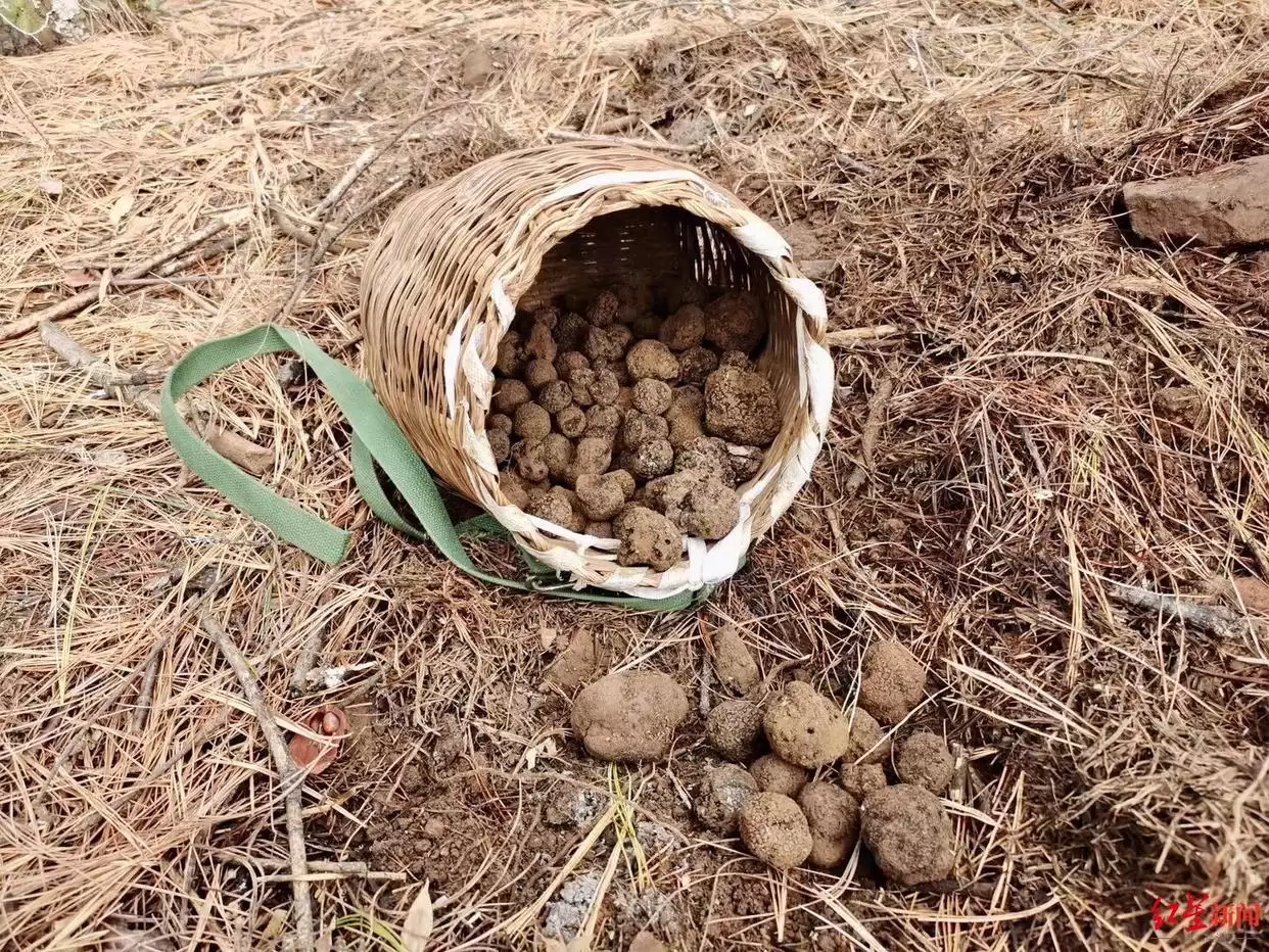 松露从 “无名之菌” 到高端食材，价格暴涨后却面临产量品质下滑，川滇如何破局？插图10