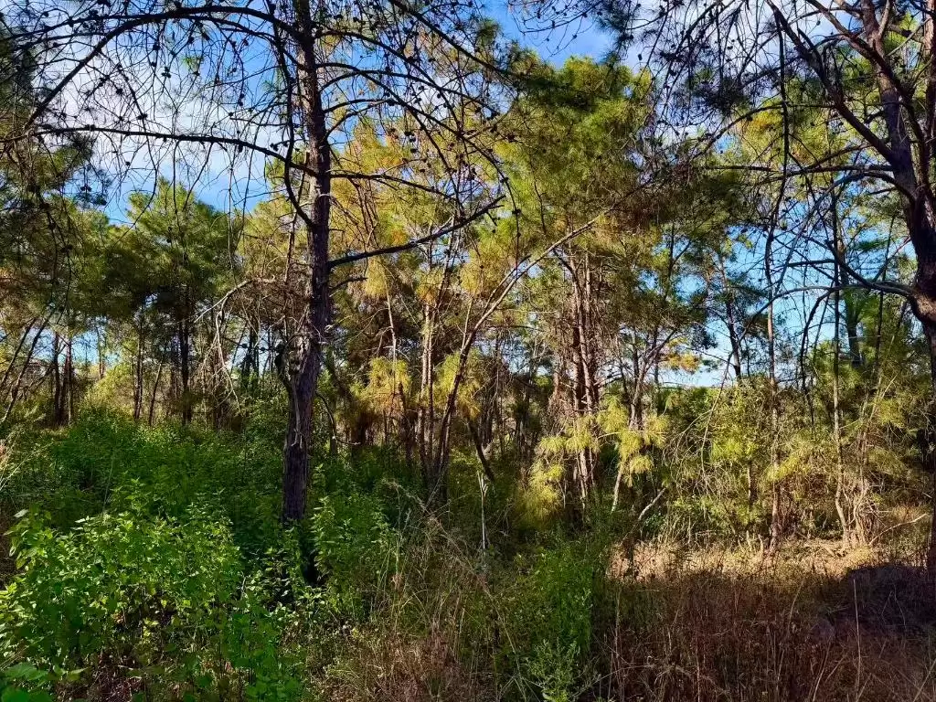 云南松露如何从 “外国货” 变身中国新 “土特产”？其产业发展有哪些秘诀？插图2