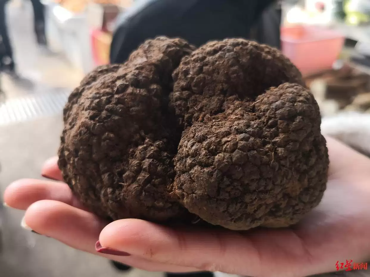 松露从 “无名之菌” 到高端食材，价格暴涨后却面临产量品质下滑，川滇如何破局？插图1