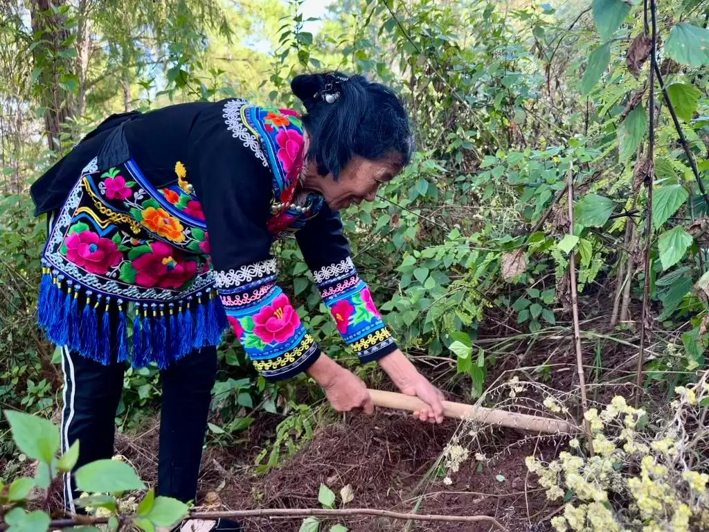 云南松露如何从 “外国货” 变身中国新 “土特产”？其产业发展有哪些秘诀？插图1