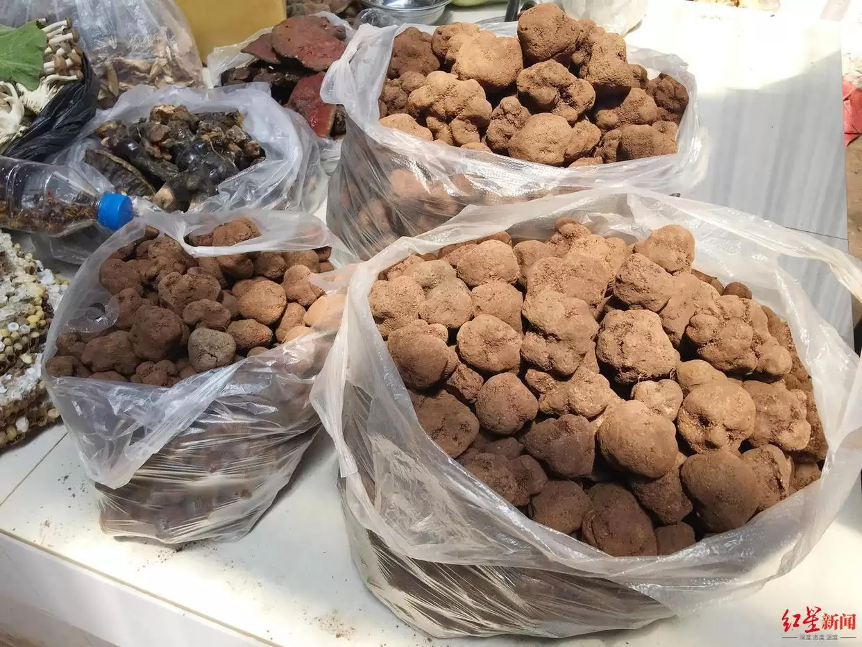 松露从 “无名之菌” 到高端食材，价格暴涨后却面临产量品质下滑，川滇如何破局？插图2