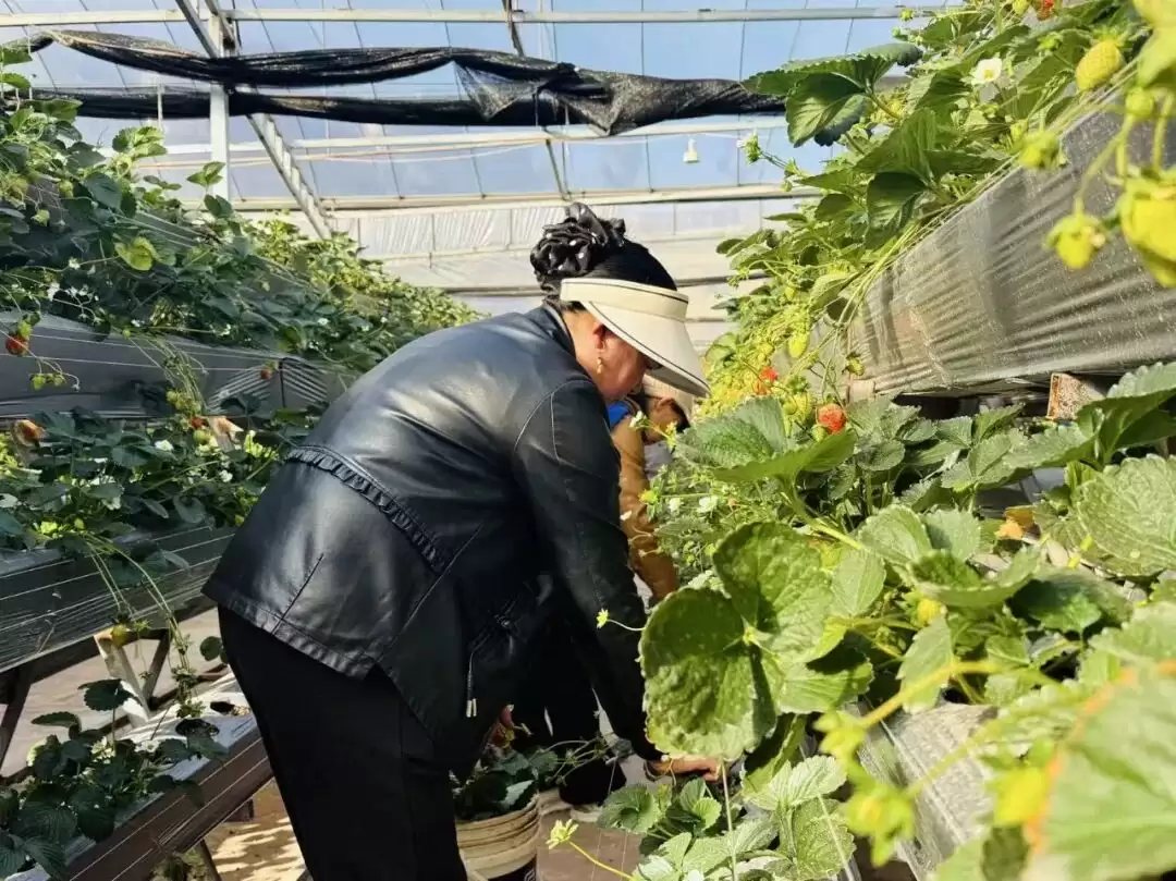 会东：冬日草莓红 农文旅融合绘就乡村振兴 “甜蜜图景”插图1