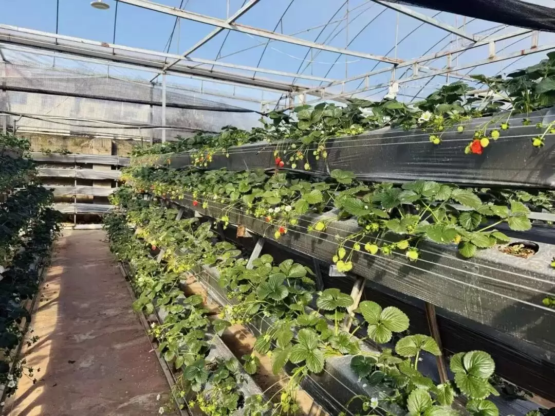 会东：冬日草莓红 农文旅融合绘就乡村振兴 “甜蜜图景”-会东网