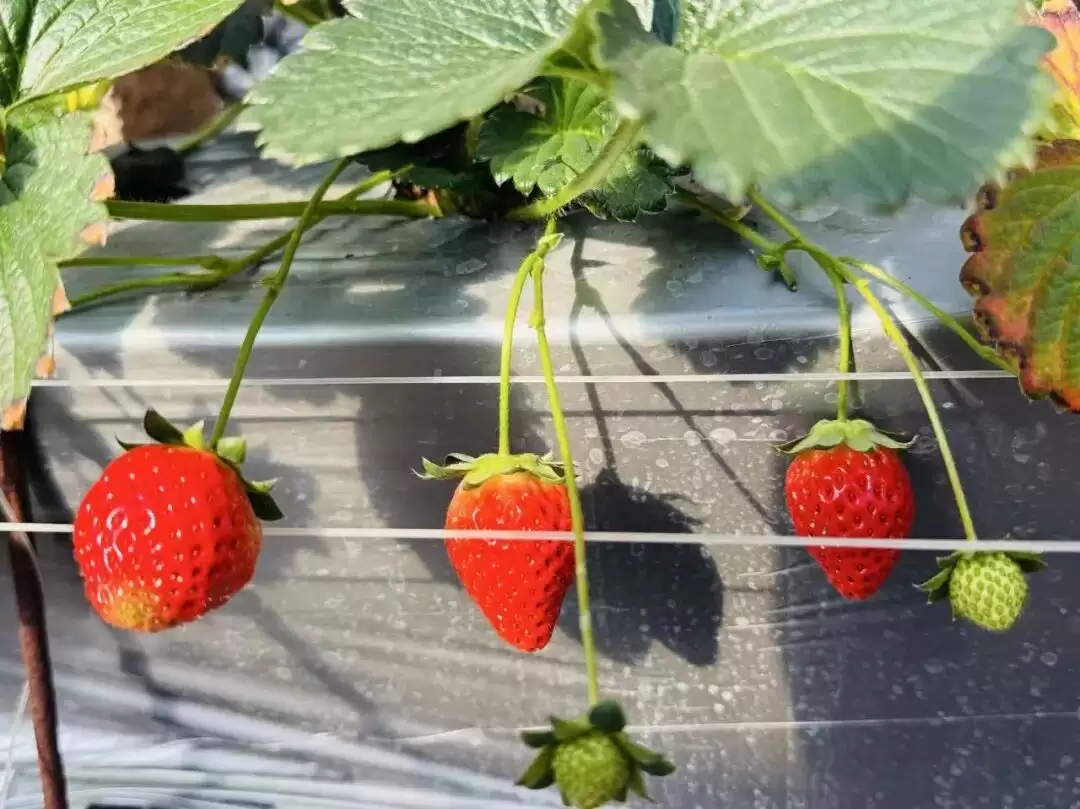 会东：冬日草莓红 农文旅融合绘就乡村振兴 “甜蜜图景”插图2