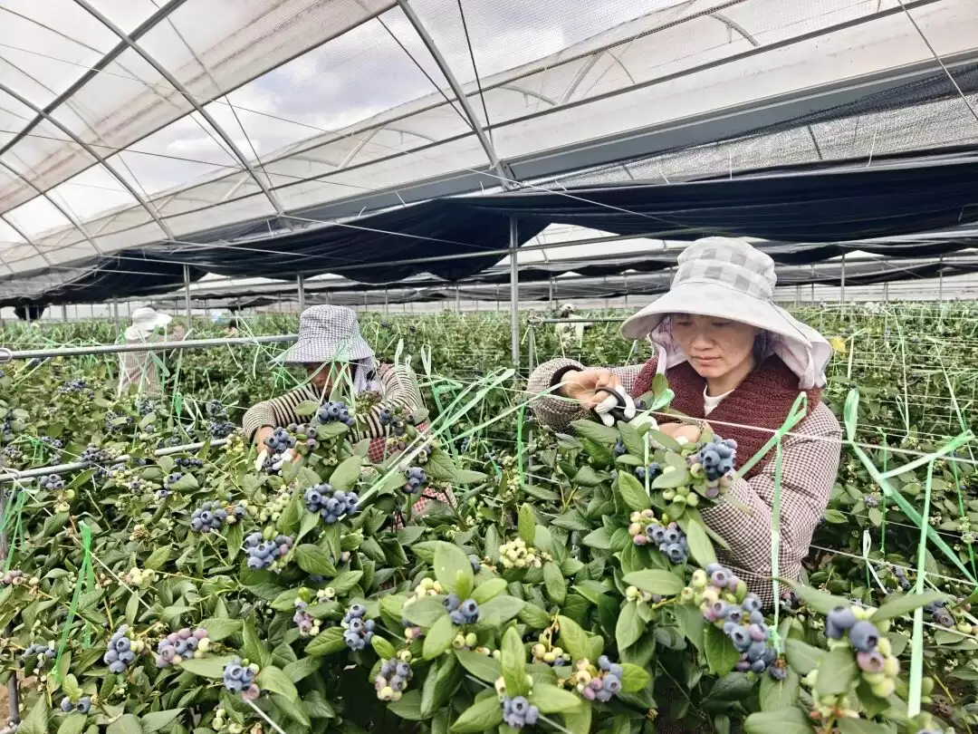 400 亩蓝莓园里的丰收与希望 —— 会东铅锌镇迎春村的乡村振兴路插图3 400 亩蓝莓园里的丰收与希望 —— 会东铅锌镇迎春村的乡村振兴路插图3