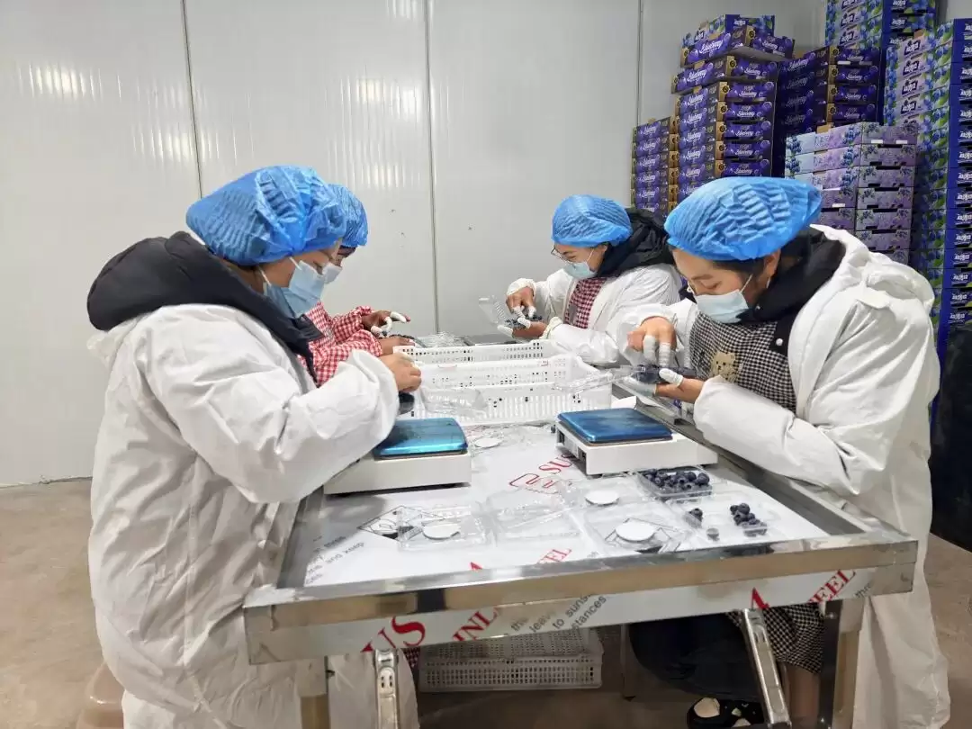 400 亩蓝莓园里的丰收与希望 —— 会东铅锌镇迎春村的乡村振兴路插图5 400 亩蓝莓园里的丰收与希望 —— 会东铅锌镇迎春村的乡村振兴路插图5