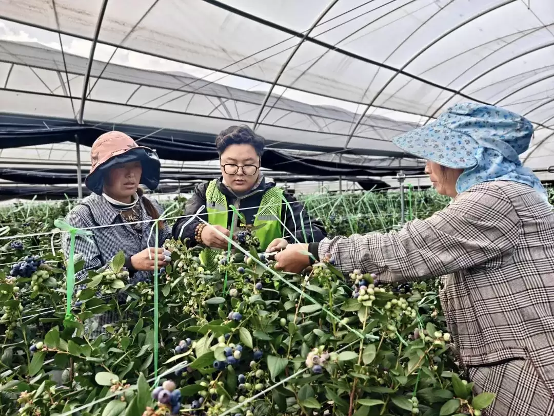 400 亩蓝莓园里的丰收与希望 —— 会东铅锌镇迎春村的乡村振兴路插图2 400 亩蓝莓园里的丰收与希望 —— 会东铅锌镇迎春村的乡村振兴路插图2