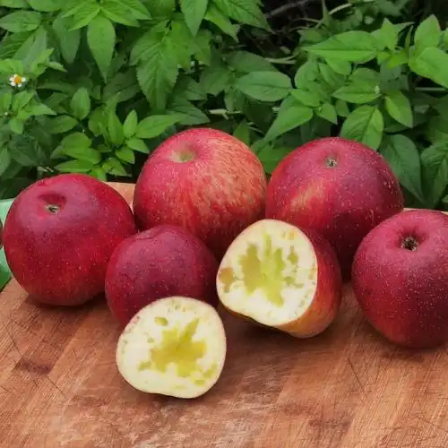 会东网_川滇明珠网