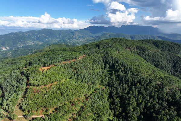 蓄水于山,会东县森林 “四库” 建设筑牢生态水源屏障-会东网