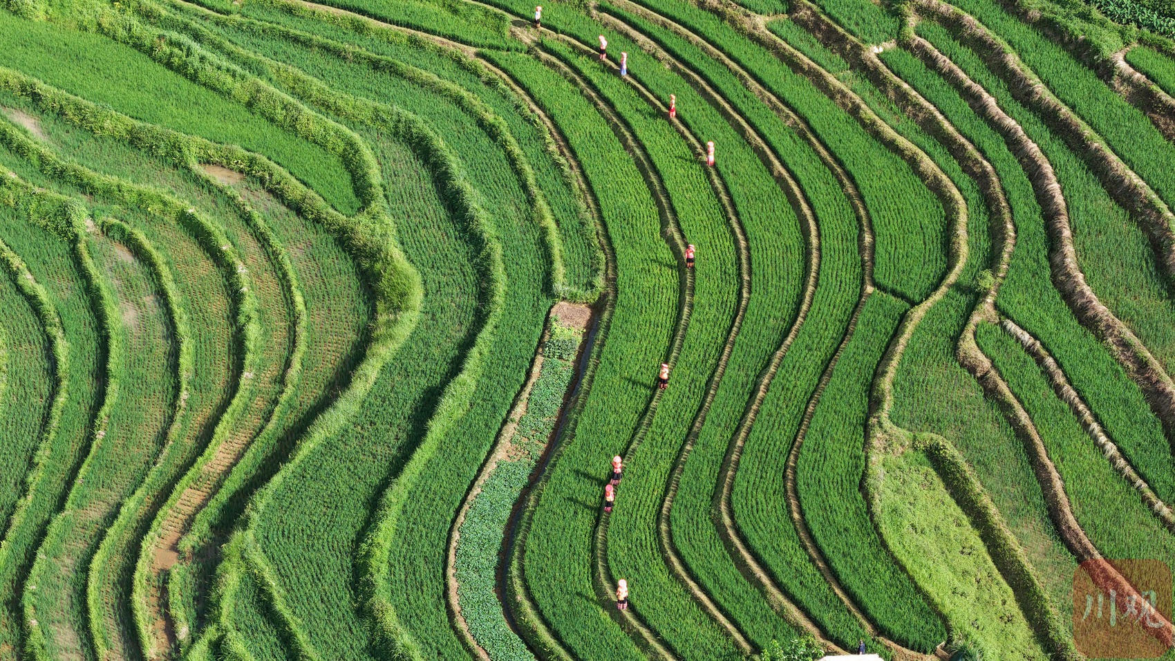 专题-盐边县-会东网