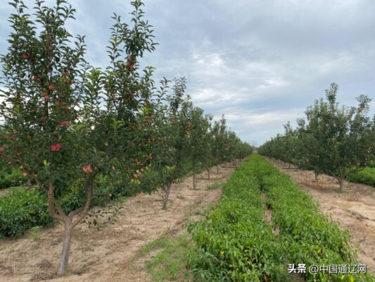 林下掘金,森林 “四库” 激活生态富民新动能-会东网