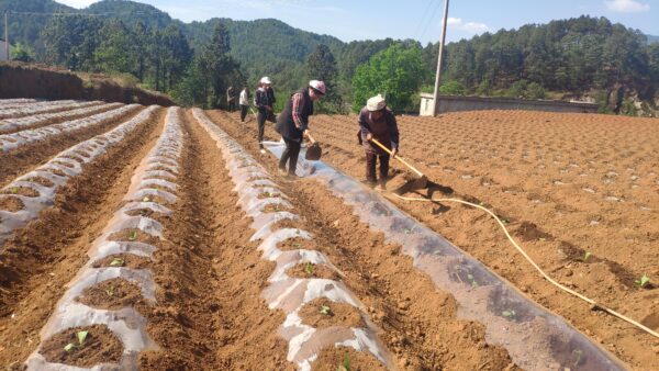 田间开课堂,会东县 27.7 万亩烟叶生产有了 “标准化指南”-会东网